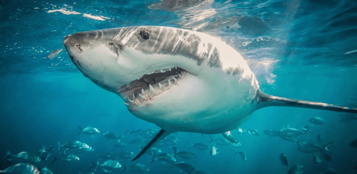 An underwater scene featuring a shark gracefully swimming through clear blue water